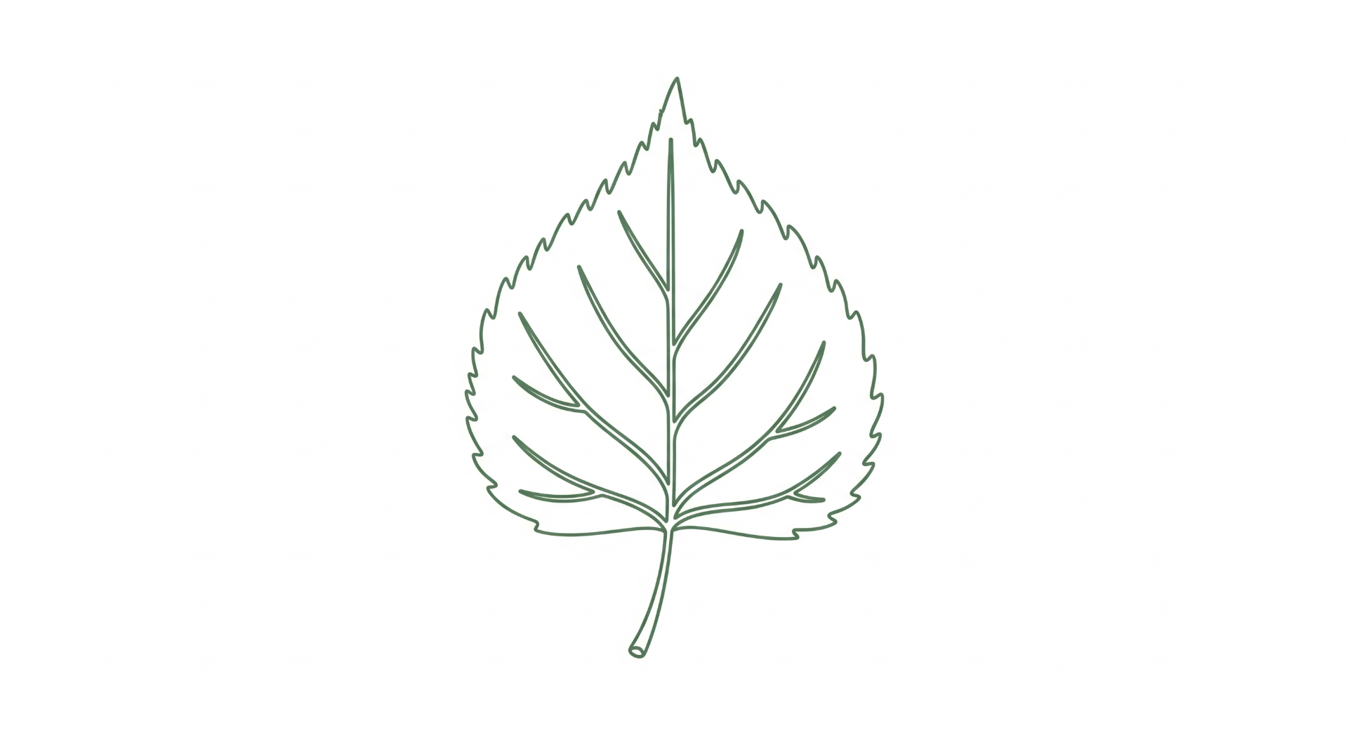 Betsy, a single birch leaf, single-line illustration